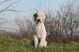 BEDLINGTON TERRIER 087